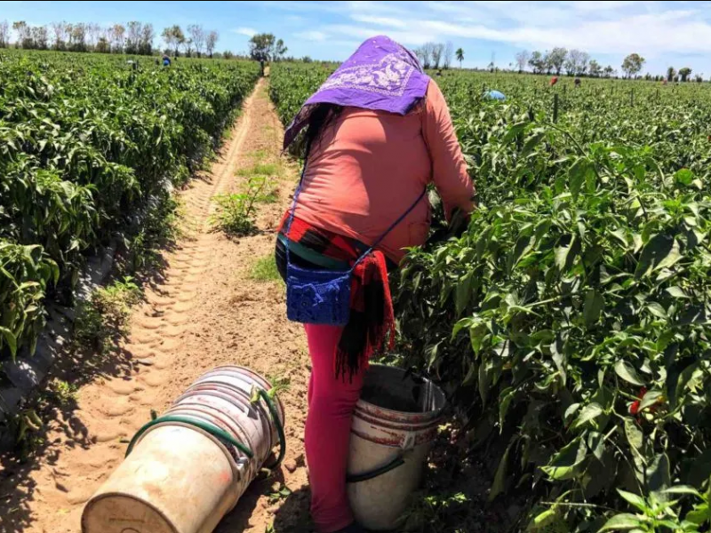 Bajos salarios, el obstáculo para llevar el alimento a casa