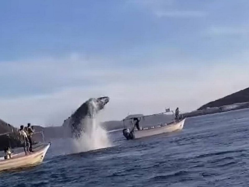 Ballena aplasta yate de turistas en Sinaloa