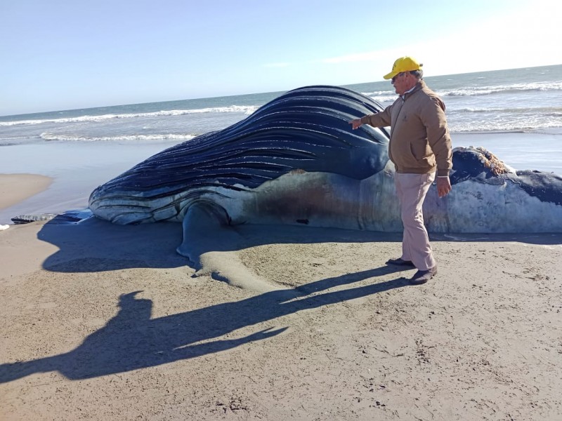 Ballena cachalote aparece muerta frente Isla Macapule