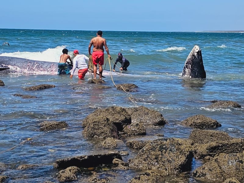 Ballena Encallada en Playas de Mármol, Mazatlán