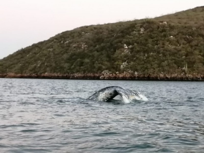 Ballena jorobada regala gran espectáculo en Topolobampo