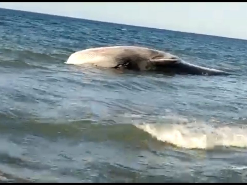 Ballena pudo haber muerto por deshidratación