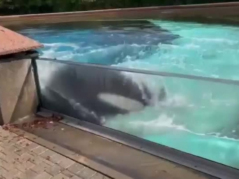 Ballena se golpea contra el vidrio de su tanque