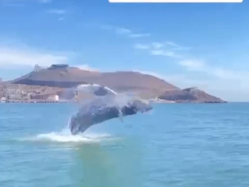 Ballena sorprende a turistas en Topolobampo