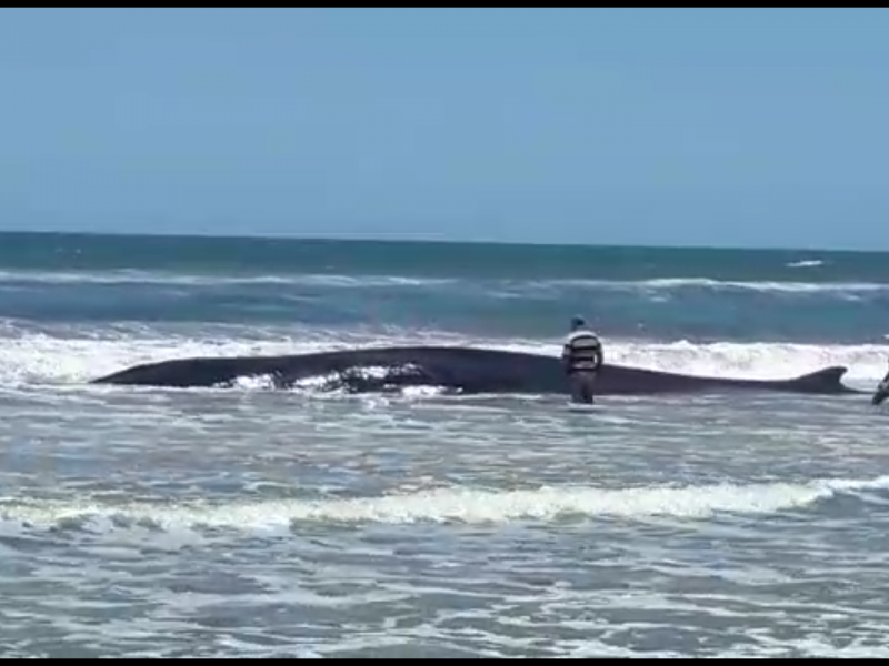 Ballena varada en playas de Culiacán