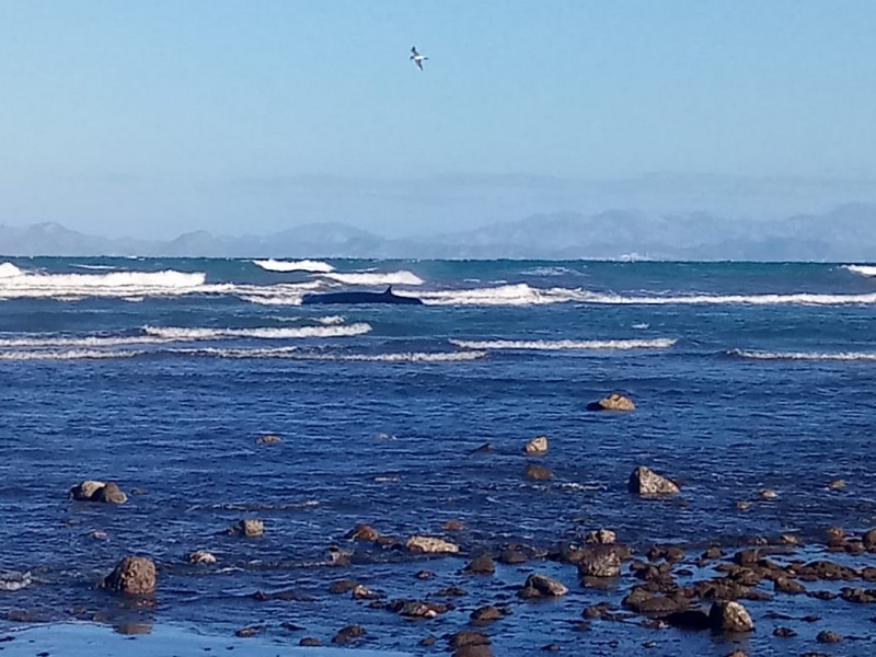 Ballena varada en San Juan de la Costa