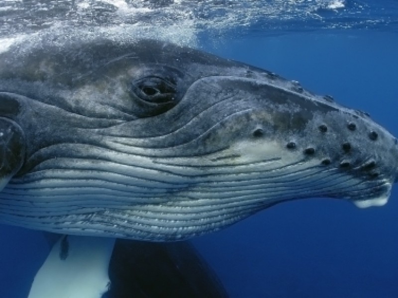 Ballenas cambian el canto por la lucha para conseguir pareja