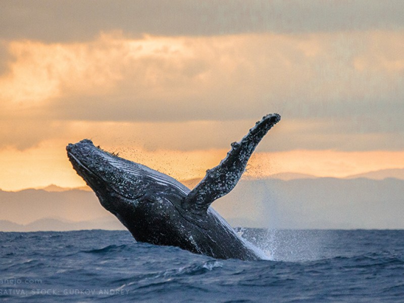 Ballenas en Zihuatanejo ¿Cuántas llegan al año?