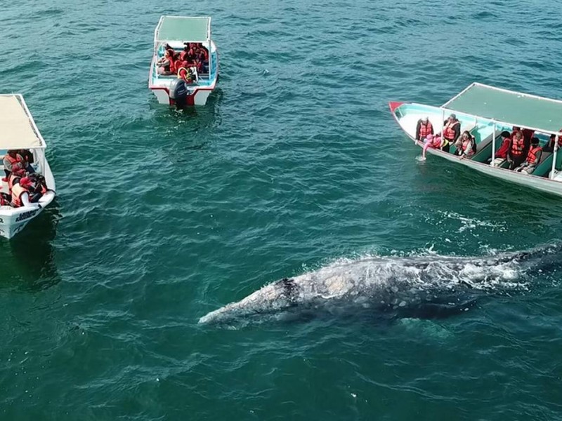 Ballenas grises buscan alimento en Baja California Sur