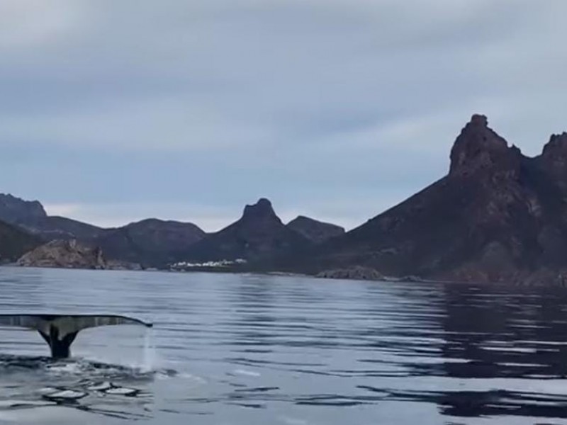 Ballenas jorobadas cruzan el Mar de Cortés