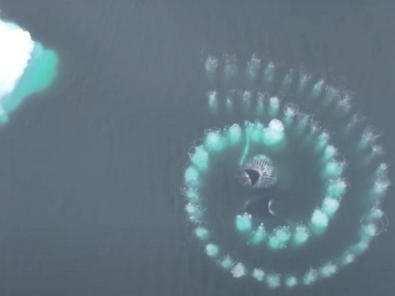 Ballenas jorobadas forman espectacular espiral de Fibonacci