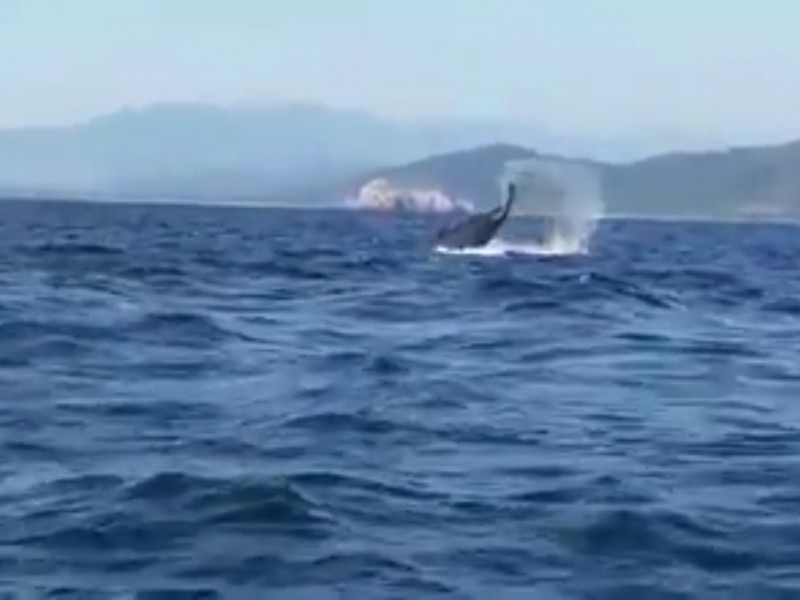 Ballenas y pesca deportiva atraen turismo a Puerto Vicente Guerrero