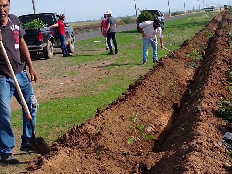 Inician corredor ecológico Norotillos-Bamoa