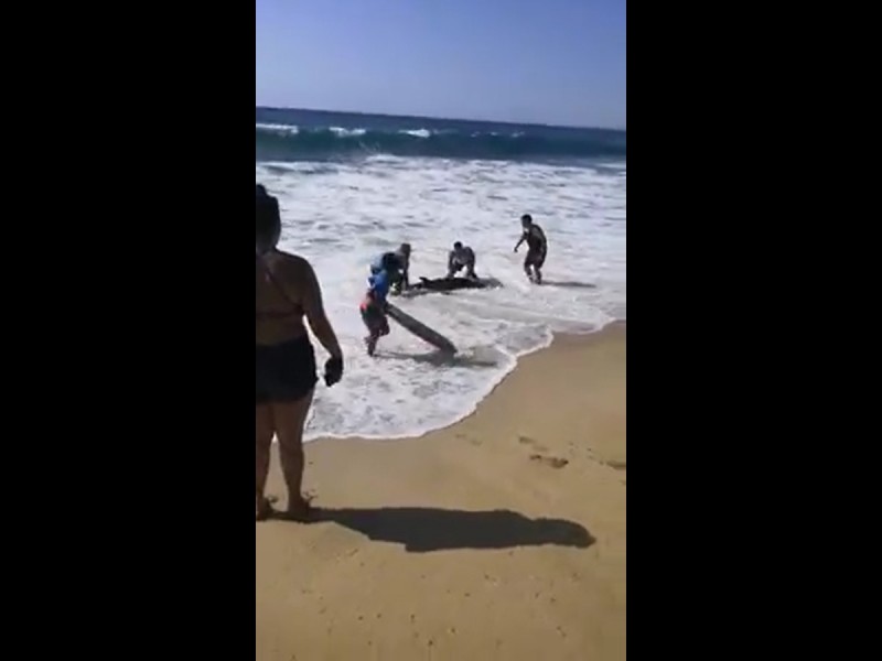 Bañistas regresaron al mar a delfín varado en Punta Lobos