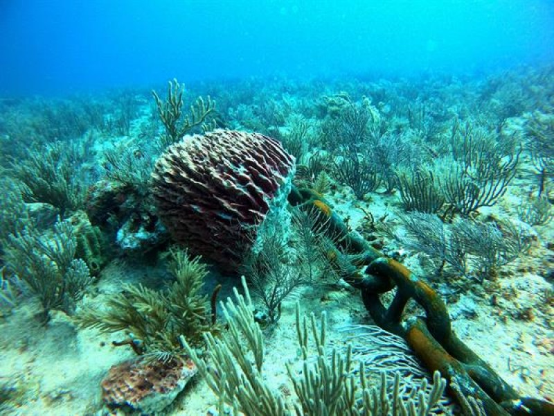 Barco de balasto cubano daña coral en Cancún