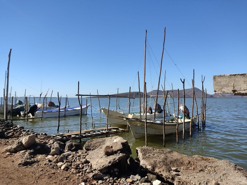 Barcos sardineros arrasan con especies de veda, señalan ribereños