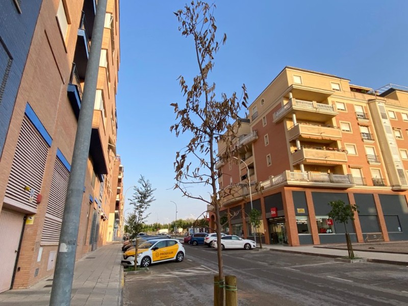 Barrios sin sombra: estrés, golpes de calor y ansiedad