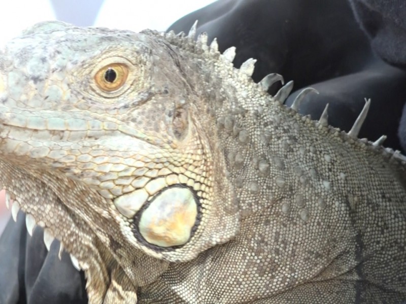 Bartolo, la iguana adoptada del Yo'o Joara