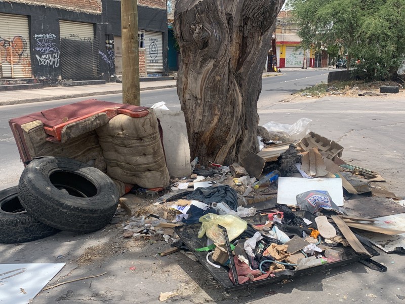 Basura contamina árboles en calle Tepic.