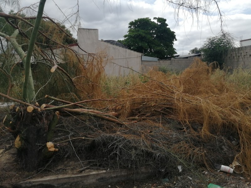 Basura obstruye banqueta en col. Las Garzas