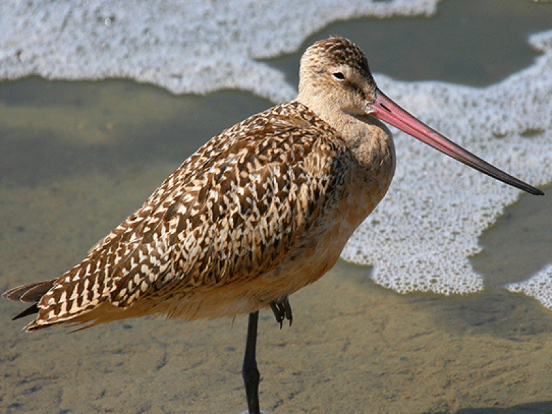 B.C.S. Lugar ideal para el alojamiento de aves