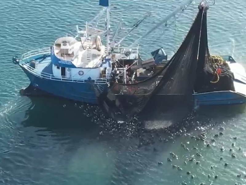 BCS:Denuncian a barcos atuneros utilizando técnicas de pesca ilegal