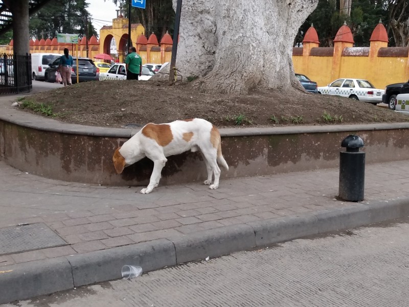 Bebederos y comederos para perros en Toluca