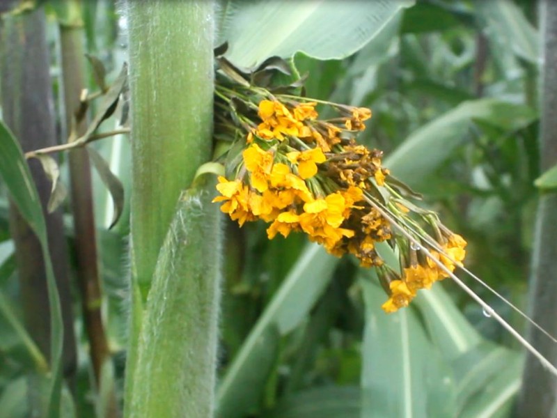 Bendicen milpas con flor de 