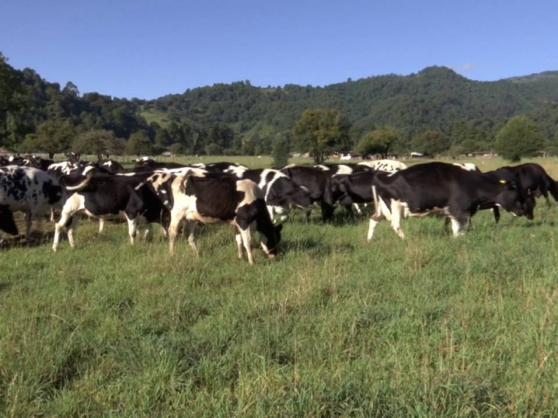 Beneficiarán a productores de leche en Veracruz
