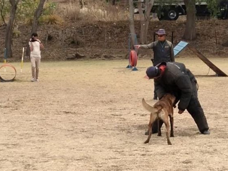 Beneficios del adiestramiento canino desde el entrenamiento más básico