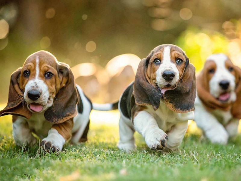 Los besos de mascotas pueden enfermarte