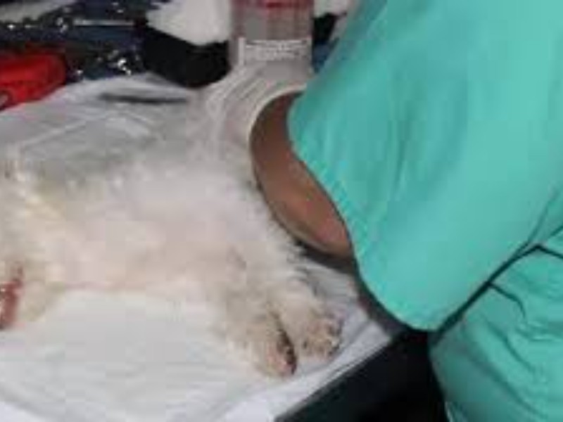 Bienestar animal con más de 50 esterilizaciones gratuitas