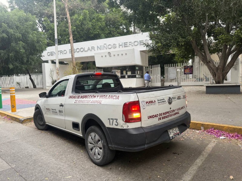 Bienestar animal da seguimiento a pelea de gallos del CENHCH