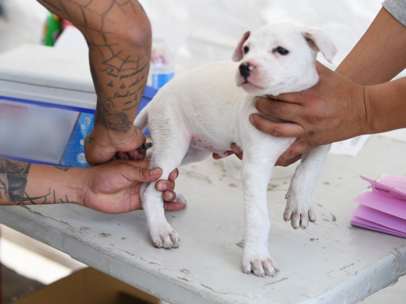 Bienestar Animal sin insumos y proveedores; 600 animales 