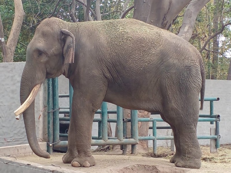 BigBoy, estará tres semanas más en  Zoo de Culiacán