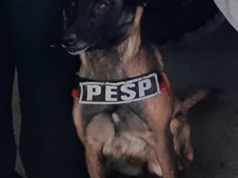 Binomio canino de la unidad K-9 alertó sobre sustancia prohibidas