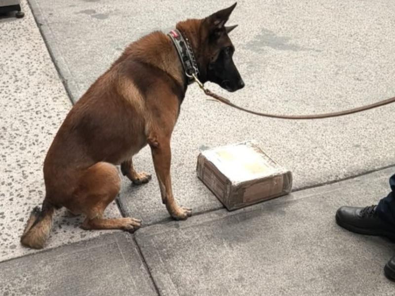 Binomio canino detecta metanfetamina en cargadores de videojuegos en el AICM