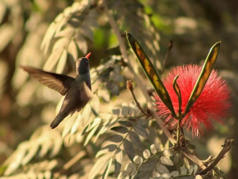 Biólogos de Bota promueve conocimiento y preservación de aves migratorias