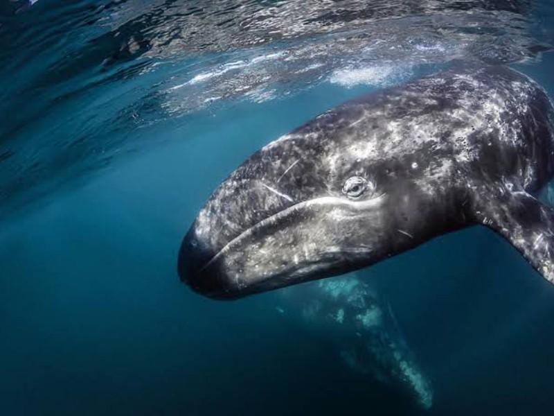 Biólogos lanzan carta abierta para alertar sobre la muerte de ballenas grises