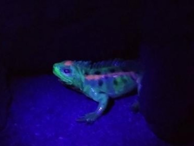 Bioluminiscencia y biofluorescencia en los animales y otros organismos
