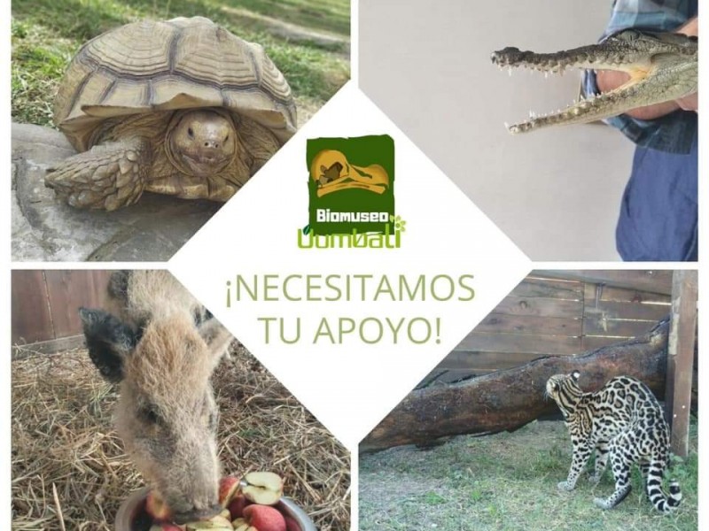 Biomuseo nayarita pide apoyo para especies en riesgo por coronavirus