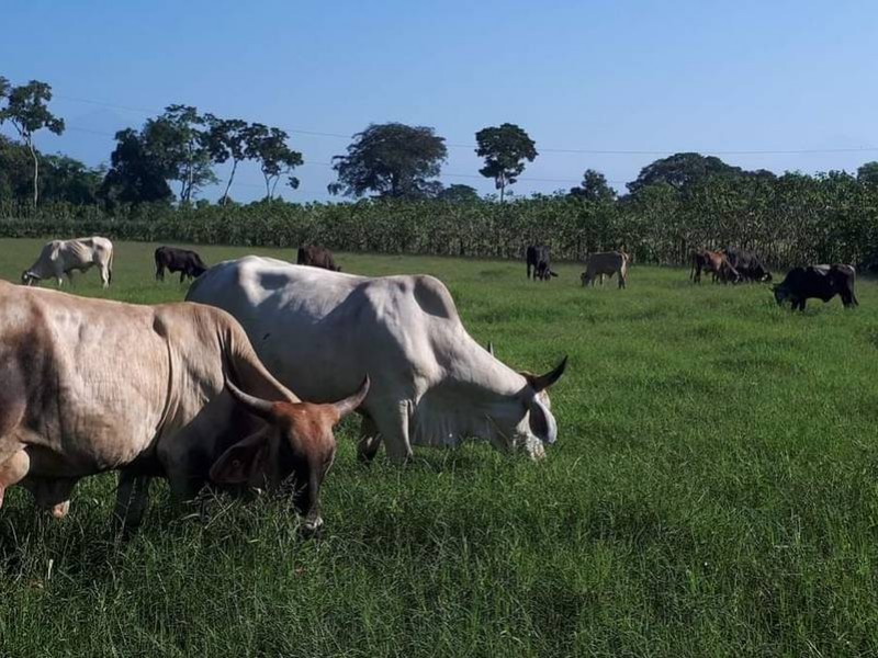 Biopasos una alternativa viable para la ganadería sustentable en Chiapas