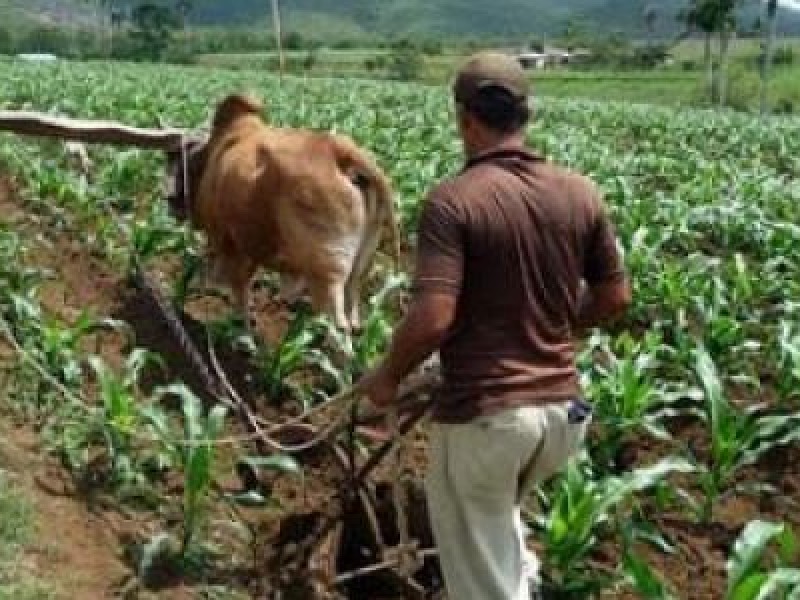 Prevén buen temporal de lluvias para sector agrícola