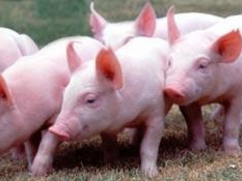 Blindan granjas porcinas contra la fiebre amarilla