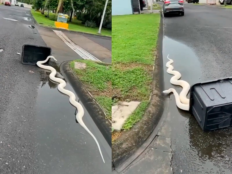 Boa albina sorprende a vecinos en fraccionamiento de la Riviera Veracruzana