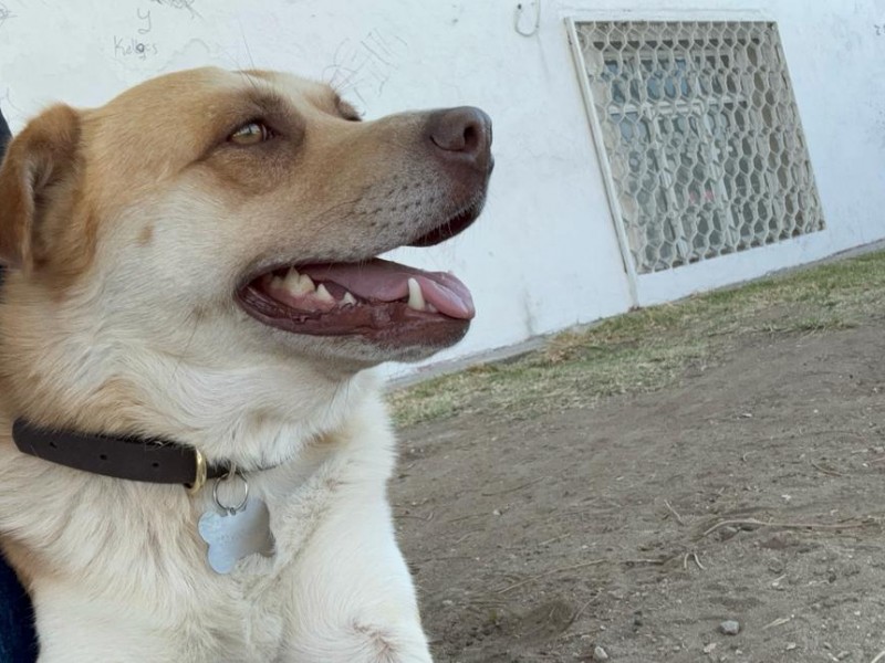 Bobby es el perro que viajó en el transporte público