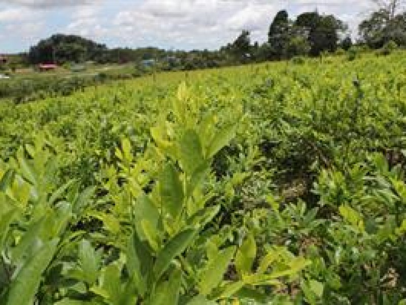 Bolivia entre los principales países de tránsito de drogas