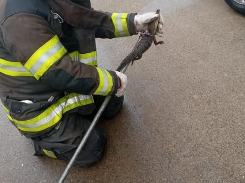 Bomberos capturan cocodrilo en calles de Xalapa