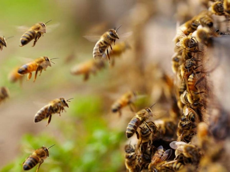 Bomberos de Cabo San Lucas atienden diariamente un caso por enjambre de abejas