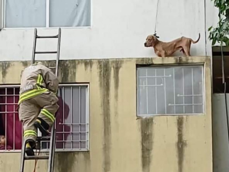 Bomberos de Morelia rescatan hasta 15 animales a la semana